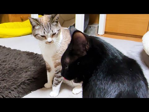 お姉ちゃん猫に合格がもらえない黒猫ちゃん(YouTube)