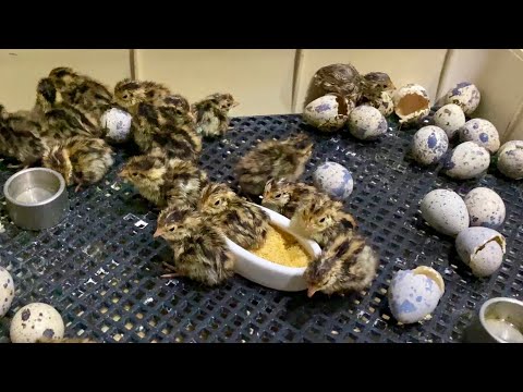 うずらがいっぱい生まれたよ(YouTube)