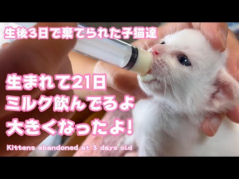 生後3日で棄てられた子猫達 21 days old ミルク飲んで大きくなったよ! Kittens abandoned at 3 days old(YouTube)