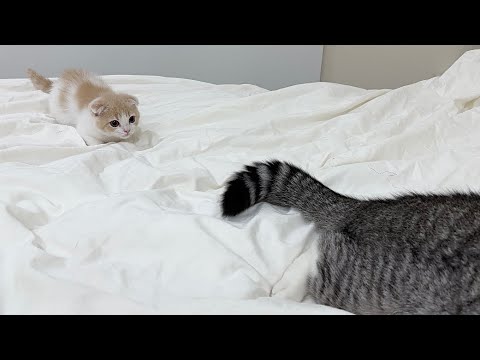 やんちゃな子猫が兄のしっぽで遊んだらとうとう大変なことになりました…(YouTube)