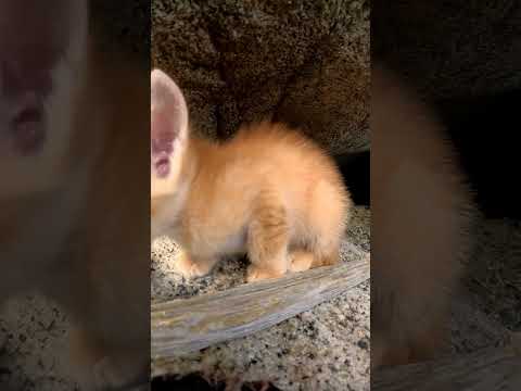 子猫カワイイ#猫島 #野良猫 #自由猫 #外猫 #Cat #猫  #ぬこ #子猫 #kitten #catisland #shorts 　(YouTube)