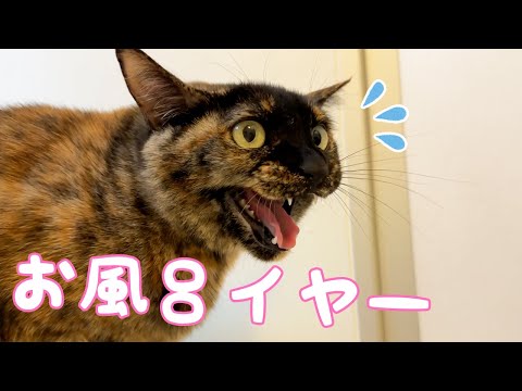 珍しく鳴いて焦るモモっちをシャンプーします！！(YouTube)
