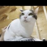 お父さんのお腹の上はすぐに飽きる猫(YouTube)