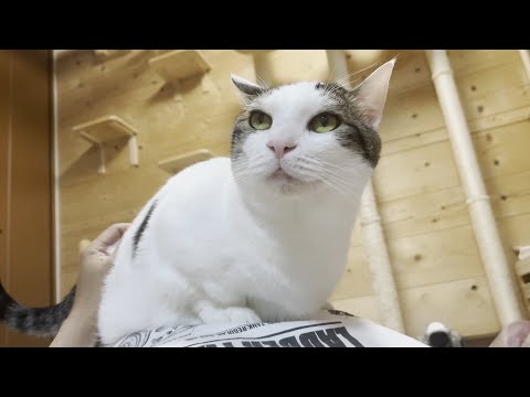 お父さんのお腹の上はすぐに飽きる猫(YouTube)