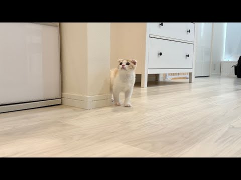 初めて1人でお留守番したら寂しがりな子猫がこうなっちゃいました…(YouTube)