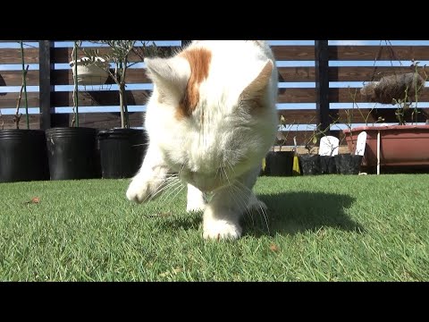 あまり動けない猫が１日で一番張り切っている瞬間(YouTube)