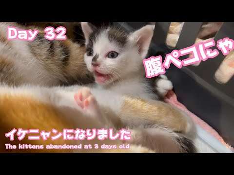 生後3日で棄てられた子猫達 32日 イケニャンになったよ!  Kittens abandoned at 3 days old Day 32(YouTube)
