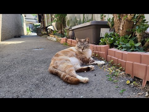 感動猫動画 のライブ配信(YouTube)