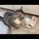 子猫にしつこく喧嘩を売り続けられた兄猫がついにこうなっちゃいました…(YouTube)