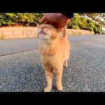 夕方の防波堤にいた茶トラ猫、ナデナデするとゴロゴロ喉を鳴らしてカワイイ(YouTube)