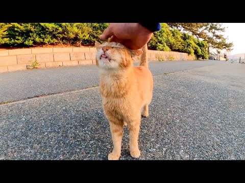 夕方の防波堤にいた茶トラ猫、ナデナデするとゴロゴロ喉を鳴らしてカワイイ(YouTube)