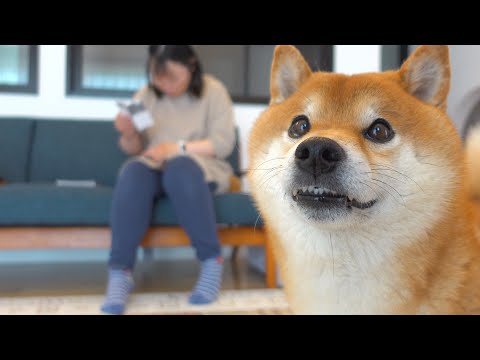 ママ大好きな柴犬の前でママの隣に座ると起こること。(YouTube)