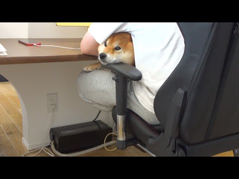 我が家の柴犬は朝しっかり撫でないとこうなります。。(YouTube)