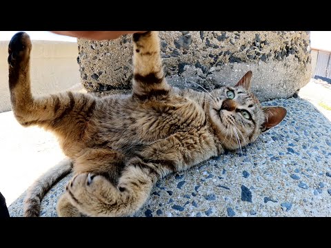 キジトラ猫をモフっていたら興奮して手に噛みついてきた(YouTube)