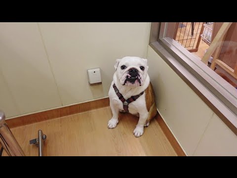 いつも強気な愛犬がアレをビクビク怖がってしまいました…(YouTube)