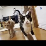 お母さんの喜ぶツボを心得ている猫(YouTube)