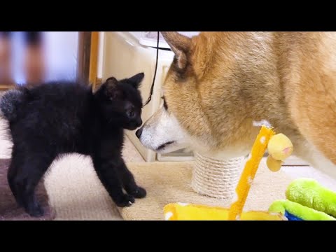 黒猫おチビが家族になり1年が経ちました！(YouTube)