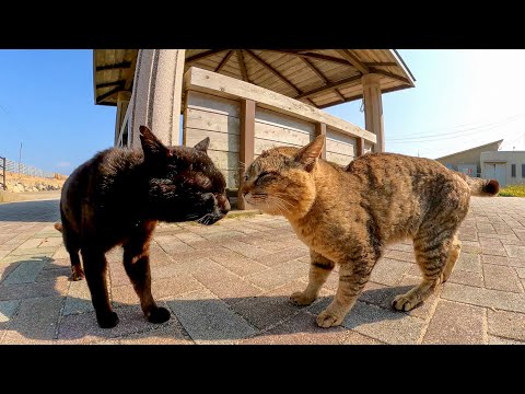 猫島のフェリー乗り場のベンチ付近の猫の集会に参加してきた(YouTube)