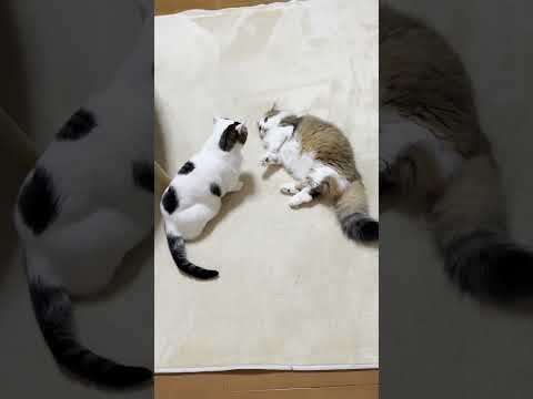 もはや魂の宿ったぬいぐるみ(YouTube)