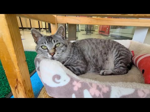 連休最終日は雨でロープウェイ乗り場の猫駅長も寝ています「暇だニャん」(YouTube)