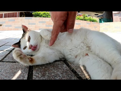 三毛猫とキジトラ猫がテーブルの下で日光を避けてくつろぐ(YouTube)