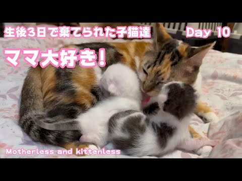 生後3日で棄てられた子猫達 Day 10  ママ大好き!  Motherless and Kittenless(YouTube)