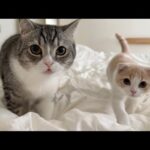 寝坊したらお腹を空かせた猫たちが目の前でこうなってました…(YouTube)