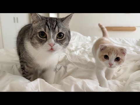 寝坊したらお腹を空かせた猫たちが目の前でこうなってました…(YouTube)