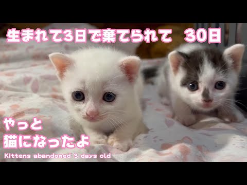 生後3日で棄てられた子猫達　30日で猫になりました  Kittens abandoned at 3 days old  Day 30(YouTube)