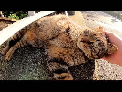 目がクリクリなキジトラ猫がコロンコロンと転がりながら甘えてきた(YouTube)