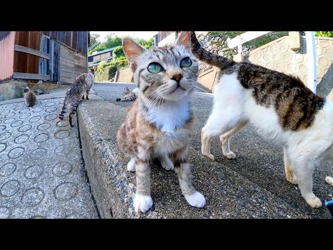 漁業の街の路地裏に座ると猫が集まってきて回りで寛ぎだし大規模な猫集会になった(YouTube)