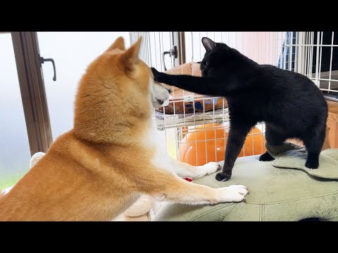 柴犬ママが勘違いして末っ子猫を叱ってると普段のんびりしている猫が思わぬ行動に…(YouTube)