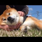柴犬ハチ大好きなボールを回収されるとこうなる。(YouTube)