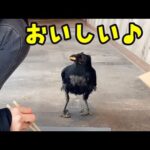 ゆで卵が大好きすぎるカラスのささみ(YouTube)