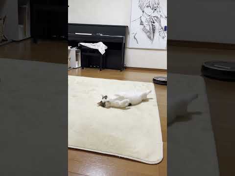 豆大福の朝のルーティン(YouTube)