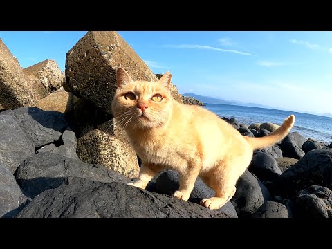 茶トラ猫が「ついてきて！」と仲間猫が集まる海辺へ案内してくれた(YouTube)