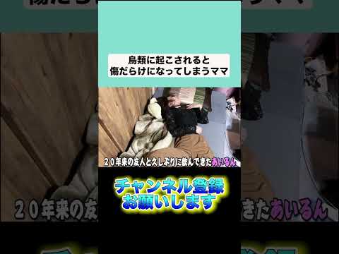 鳥たちに攻撃されるママ#shorts(YouTube)
