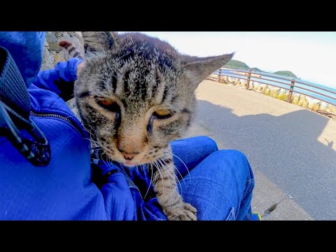 猫島で道路脇にいた猫が何か話し掛けてきたので撫でると膝の上に乗ってきた(YouTube)