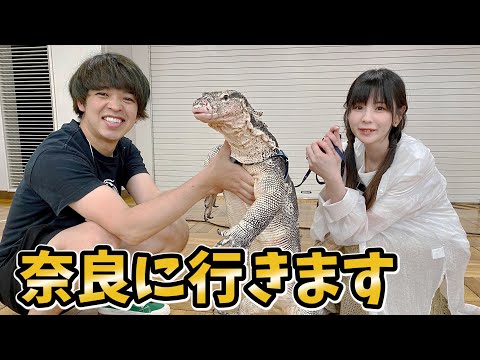 緊急！奈良県にオオトカゲと一緒に行きます(YouTube)