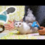 猫界に超髪アイテム降臨‼NEWファーミネーター小型猫短毛種用を初めて使った姉ちゃんがアートすぎた！【ネコ吉 FURminator】(YouTube)