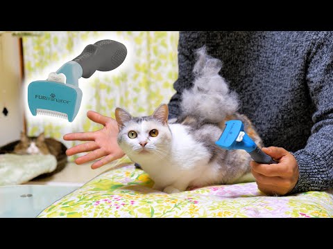猫界に超髪アイテム降臨‼NEWファーミネーター小型猫短毛種用を初めて使った姉ちゃんがアートすぎた！【ネコ吉 FURminator】(YouTube)