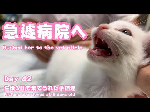 急遽病院へ 生後3日で棄てられた子猫達 Rushed her to the vet clinic Kittens abandoned at 3 days old Day 42(YouTube)