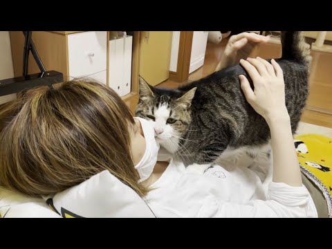 お母さんにスリスリしたくて乗ってくる猫(YouTube)