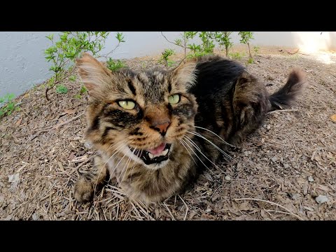 メインクーンのような大きな猫を落ち葉のカーペットの上でくつろぐ(YouTube)