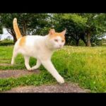 橋の上で休んでいた公園の猫と何時もの東屋まで一緒に向かった(YouTube)