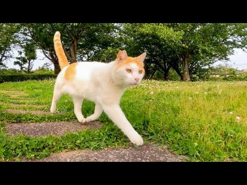 橋の上で休んでいた公園の猫と何時もの東屋まで一緒に向かった(YouTube)