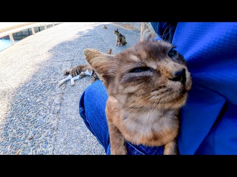 海沿いの道で猫が何か話し掛けてきたので立ち止まるといつの間にか猫に取り囲まれていた(YouTube)