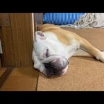 ☆ライブ☆5/18は絶対的エースぶるまるの4回目のお迎え記念日(YouTube)