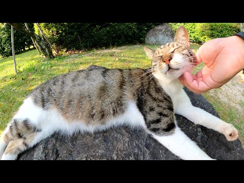 庭園の岩の上で置き物のようにくつろぐキジシロ猫(YouTube)