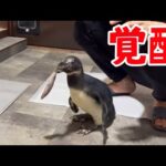 ペンギンのタンク君が進化しました！(YouTube)